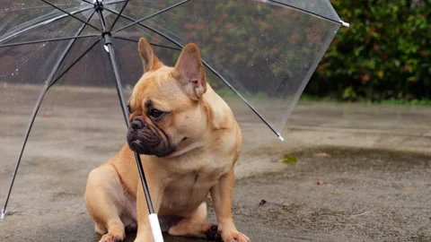 Dog sheltering from light rain under transparent umbrella, portrait shot Stock Footage 313328644
