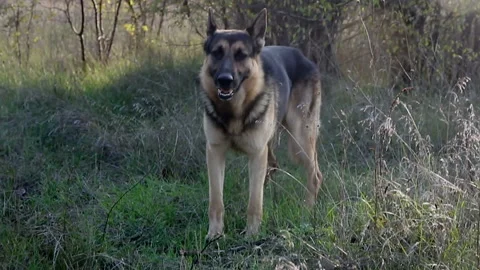Dog shepherd in the forest performs the command to sit 스톡 동영상 142245443
