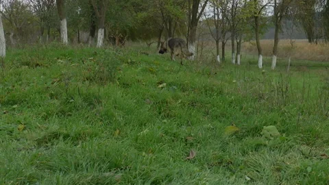 Dog shepherd looking for something in the grass 스톡 동영상 143755656