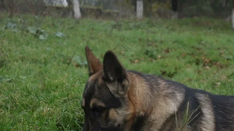 Dog shepherd lying in the grass Stock Footage 143581337
