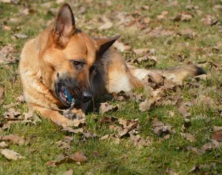 Dog - shepherd Stock Photos
