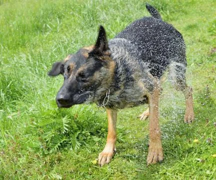 Dog shepherd Stock Photos