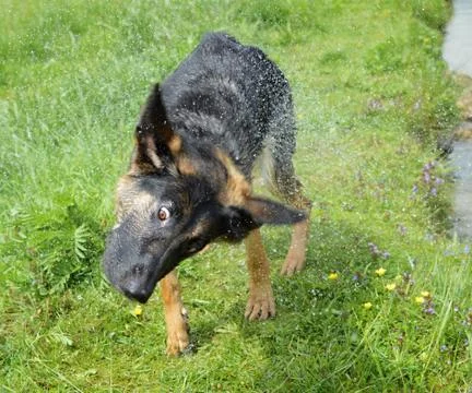 Dog shepherd Stock Photos