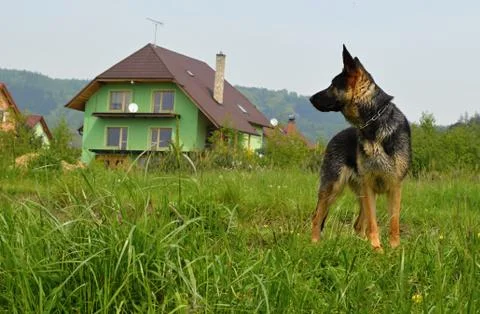 Dog shepherd Stock Photos