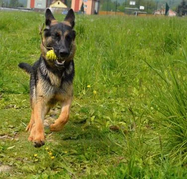 Dog shepherd Stock Photos