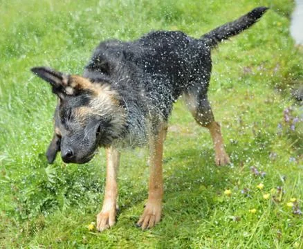 Dog shepherd Stock Photos