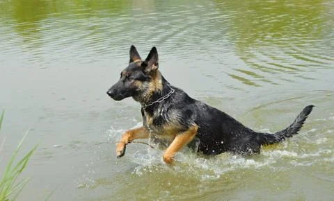 Dog shepherd Stock Photos
