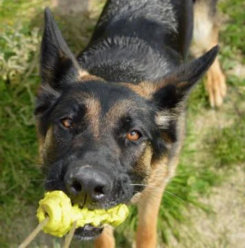 Dog shepherd Stock Photos