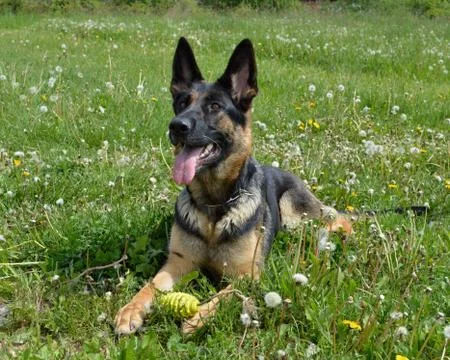 Dog shepherd Stock Photos
