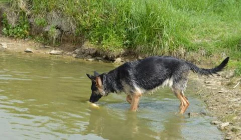 Dog shepherd Foto stock