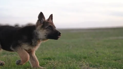 Dog shepherd runs on green grass in the park. puppy breed shepherd. little dog Stock Footage 243285789