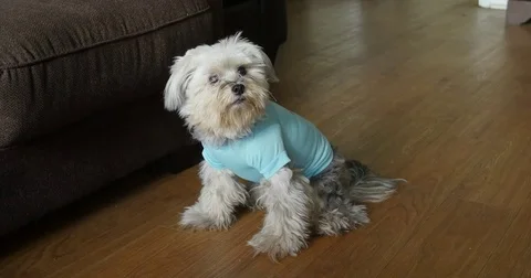 Dog in shirt 스톡 동영상 84127486