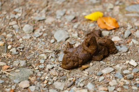 Dog shit. Stock Photos