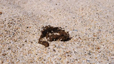 Dog shit on the sand. Flies fly and lay eggs. Life is crap Stock Footage 273241958