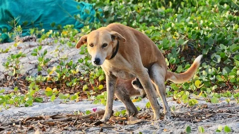 Dog shits on the beach Stock Footage 126289775