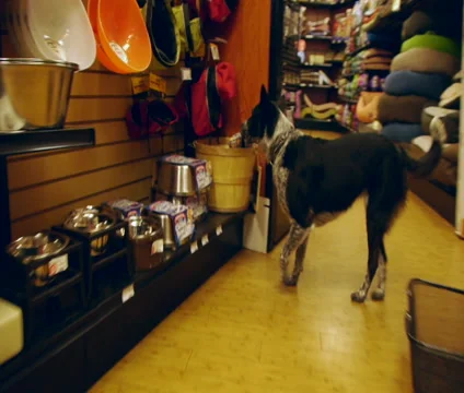 Dog Shopping at Store Stock Footage 46056282