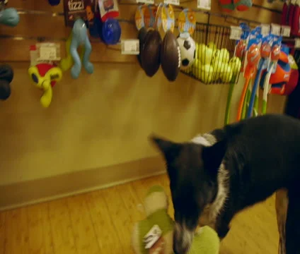 Dog Shopping at Store Stock Footage 46056321