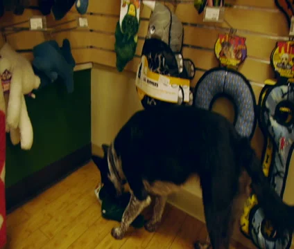 Dog Shopping at Store Stock Footage 46056448