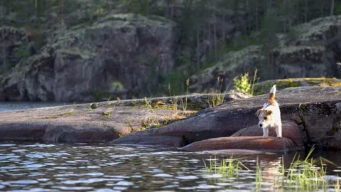 Dog on the shore of a forest lake. Wirehaired Jack Russell Terrier on a hike. Stock Footage 286804586