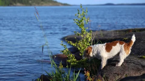 Dog on the shore of a forest lake. Wirehaired Jack Russell Terrier on a hike Stock Footage 286804927