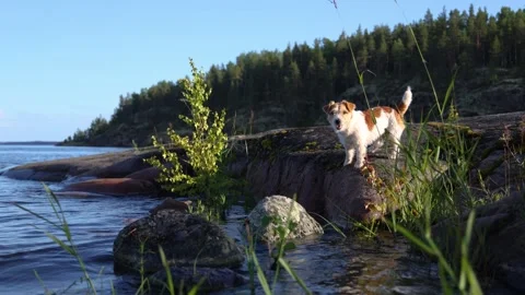 Dog on the shore of a forest lake. Wirehaired Jack Russell Terrier on a hike Stock Footage 286805151