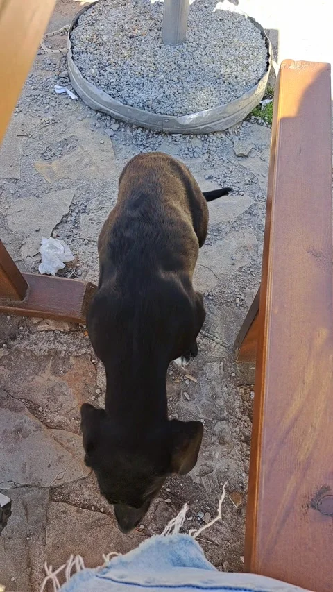 Dog Short Video Video stock 250886932