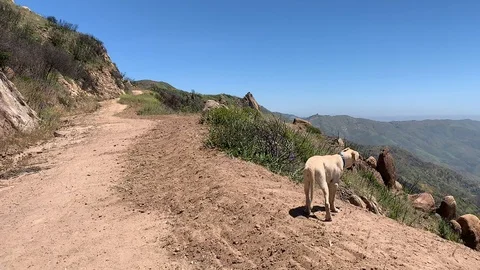 Dog shot in slowmo Vídeos de archivo 106965535