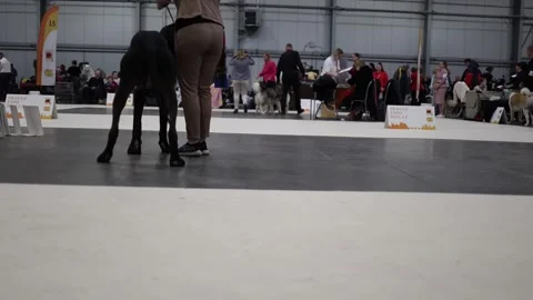 Dog show competition in hangar Stock Footage 294776278