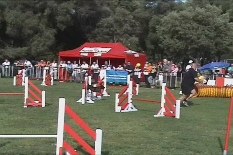 Dog show Stock Footage 102189