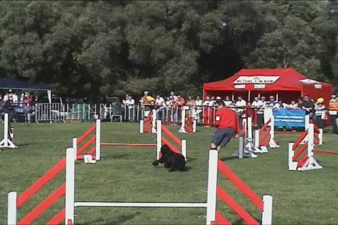 Dog show Stock Footage 102190