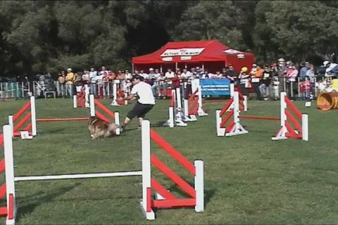 Dog Show Vidéo 102196