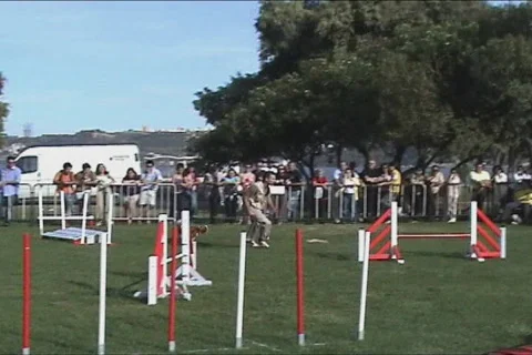 Dog Show Stock Footage 102197