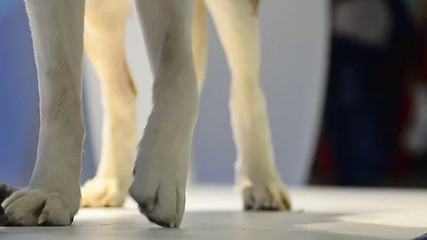 Dog on a show Stock Footage 82741821