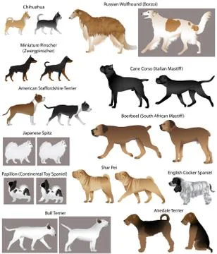 Dog show Stock Illustration