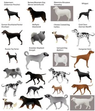 Dog show Stock Illustration