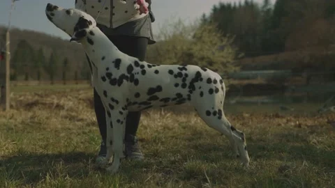 Dog show, posing dog, breeder with Dalmatian dog #2 Stock Footage 228547722