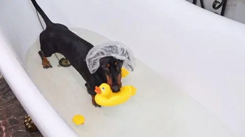 Dog in shower cap plays with bath toys in shape of duck Stock Footage 275866131