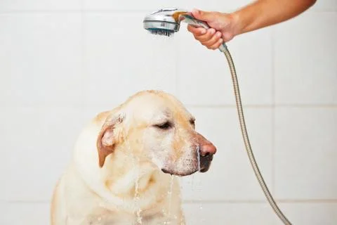 Dog in shower Stock-Fotos