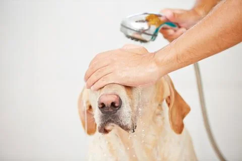 Dog in shower Stock-Fotos