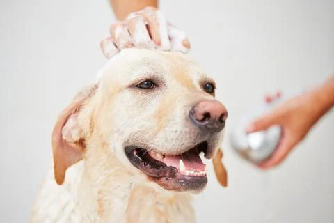 Dog in shower Foto stock