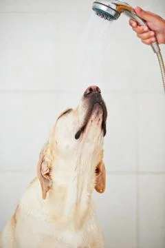 Dog in shower Stock Photos