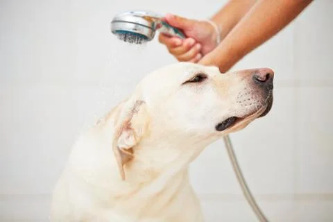 Dog in shower 写真素材