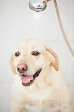 Dog in shower Fotos Stock