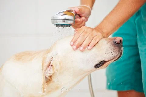 Dog in shower Stock Photos