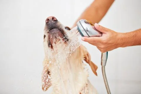 Dog in shower Stock Photos