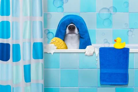 Dog in shower 스톡 사진