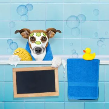 Dog in shower Stock Photos
