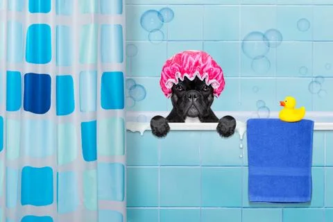 Dog in shower Stock Photos