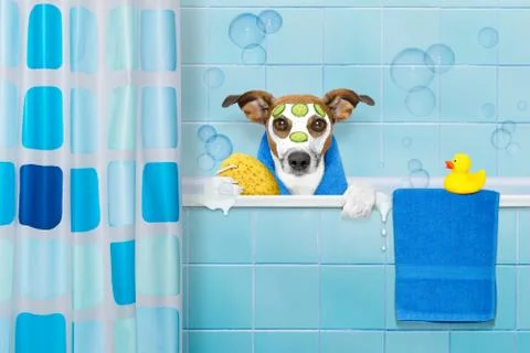 Dog in shower Stock-Fotos