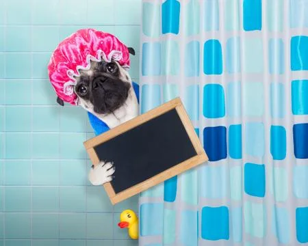 Dog in shower Stock Photos